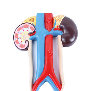 Blase und Harnleiter zum Unterrichten der anatomischen Struktur des menschlichen Harn system modells männlich und weiblich - Product Image 4