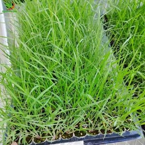 50mm 60mm Tall 1020 Rice Seed Tray <strong>Seedling</strong> 60x30 Uv Resistance for <strong>Sprouting</strong> Vegetable - Product Image 1
