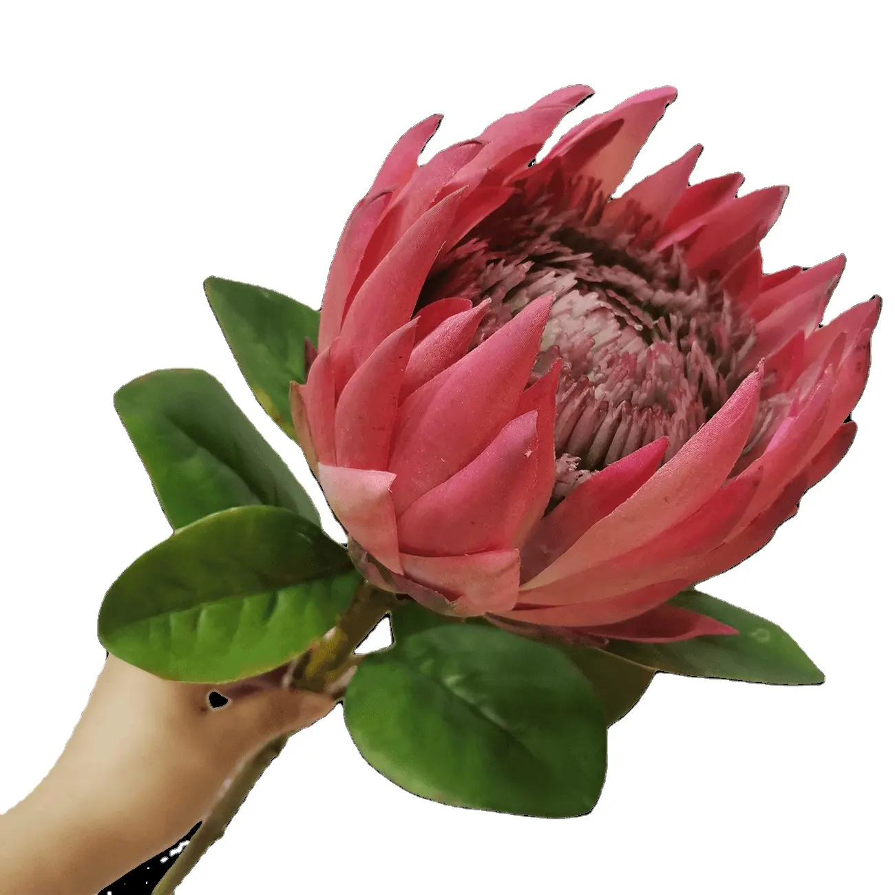 SENMASINE Real Touch Silk King Protea Pink Red Fake Flower Artificial Protea For Wedding Home DIY Decor Centerpiece Flowers
