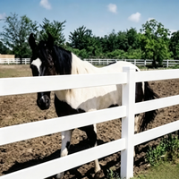 Clôture en PVC pour enclos de chevaux, norme ASMT, treillis et portails, hauteur 6 pieds, dimensions personnalisables, clôture de cour, revêtement PVC, anti-UV