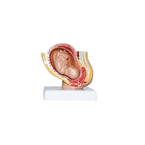 Reproductive Health Medical Science Kits Human Female Obstetrics And Gynecology Anatomical Model Pelvic Pregnancy Fetus Model