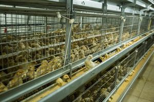 Sıcak satış tavuk Broiler kafes sistemi için et tavuk kafesi broiler tavuk için - Product Image 2