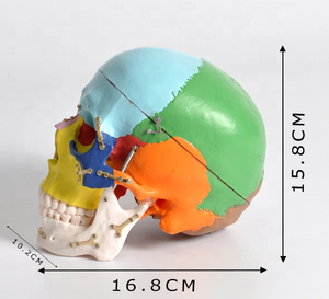 Modelo De Calavera Con Mandíbula Inferior Extraíble Tamaño Natural - Product Image 5