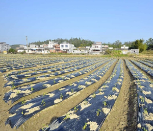 Film de <span class=keywords><strong>paillage</strong></span> noir en plastique anti-mauvaises herbes / anti-herbe 15 25 30 35 microns pour fraises, jardin potager - Product Image 1