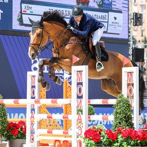 Equestrian Equipment Set Metal Frames Adjustable Height Durable Direct From Factory Horse Fast Delivery <strong>Show</strong> <strong>Jumps</strong> - Product Image 6