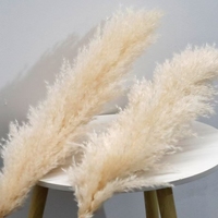 Vente en Gros Décoration Bohème Grande Herbe de la Pampa Séchée à Plumes, Fleurs Naturelles Réelles, Herbe de la Pampa Séchée Préservée pour Mariage