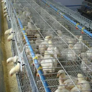 Cage de volaille à compartiments pour élevage de volaille, 2 types de cage à poulet pour ferme de volaille shamabwe, gain sur le marché, nouveau design