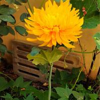 Nouvelles Lumières Solaires LED en Forme de Chrysanthème pour Jardin, Pelouse et Allée, Étanche IP65, Design 2026, pour Noël