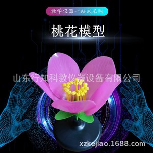 Modèle de fleur de pêcher, modèle de plante, modèle d'expérimentation pédagogique en sciences biologiques, équipement expérimental, instrument pédagogique - Product Image 1
