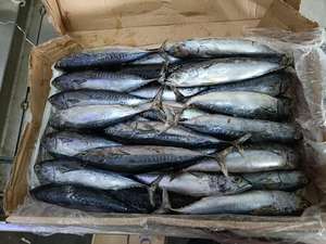 Tonni Bonito congelati di qualità Premium <span class=keywords><strong>pesci</strong></span> interi 200-300 g/pz Premium - Product Image 4