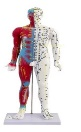 Modèle de cuivre pour la formation en acupuncture de la médecine traditionnelle chinoise, avec marquages de l'échelle numérique et caractères plus clairs