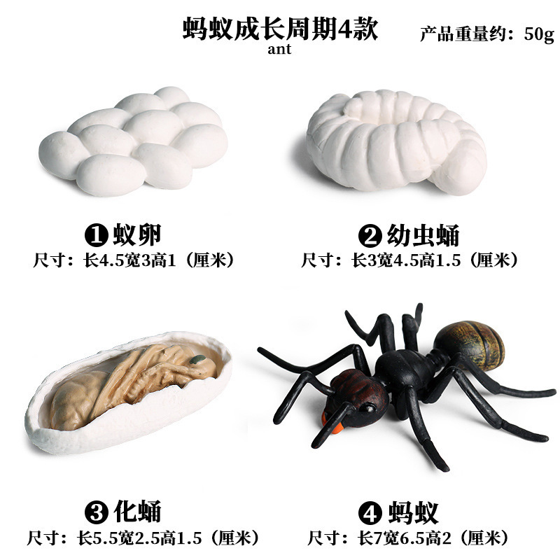 1304 Black ant growth cycle 4 sets