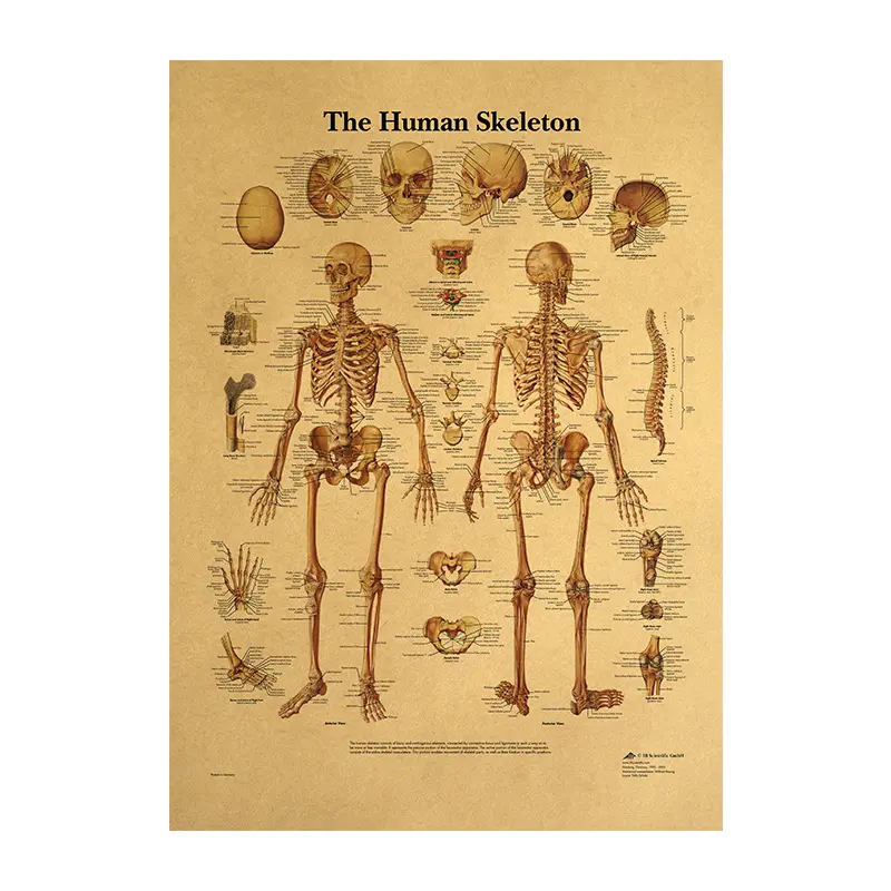 Human Body Illustration-Skeleton Vintage Poster on Kraft Paper Classroom Museum Decorative Painting 50.5x35cm