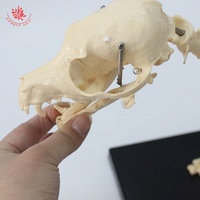 Modèle anatomique d'animal Chat en plastique Modèles de squelette d'animal Squelette de chat Science médicale Squelette de chat