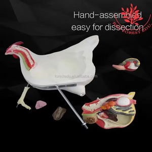 Modello di gallina animale da fattoria modello di pollo femminile modello animale anatomico veterinario - Product Image 5