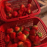 Fraise
