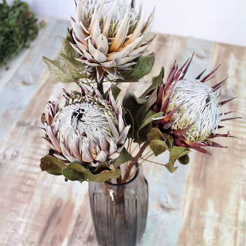 Dried King Protea Flower for Long Lasting Bouquet Decor