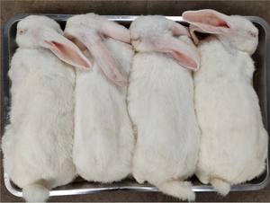 Conejos congelados puros y llenos de nutrientes para mascotas Carnívoras - Product Image 3