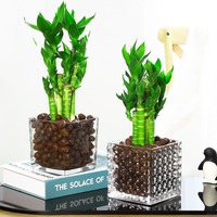 Plantes en pot de bambou Lotus Wenchang cultivées dans l'eau; Racines de plantes hydroponiques faciles d'entretien pour bureaux, verdure persistante