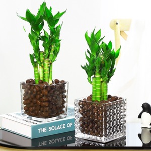 Plantes en pot de bambou Lotus Wenchang cultivées dans l'eau; Racines de plantes hydroponiques faciles d'entretien pour bureaux, verdure persistante - Product Image 4