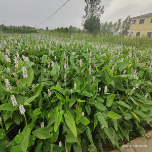 Planta Acuática White Pickerelweed - Apta para Estanques <span class=keywords><strong>de</strong></span> Jardín e Invernaderos - White Pickerelweed - Product Image 3