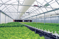 Système hydroponique multi-voûtes en PVC NFT pour la culture de légumes, grande capacité d'économie d'eau, vente en gros