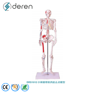 Modelo de Esqueleto Humano de Calidad Médica Deren con Ligamentos y Nervios para Cursos de Anatomía Universitaria - Product Image 3