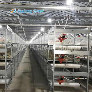 Broiler için tam otomatik gübre çıkarma sistemi tavuk kümesi H tipi tavuk kafesi - Product Image 5