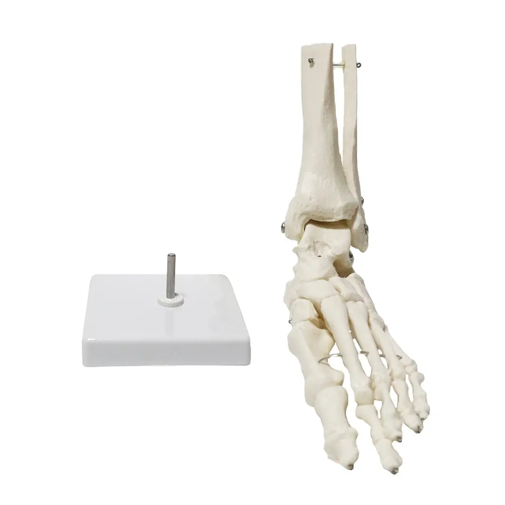 Production High Quality Foot Joint Model FRT027-1 Of Pure White Foot Ankle Joint Ligamentless Fibula Phalanx For Teaching