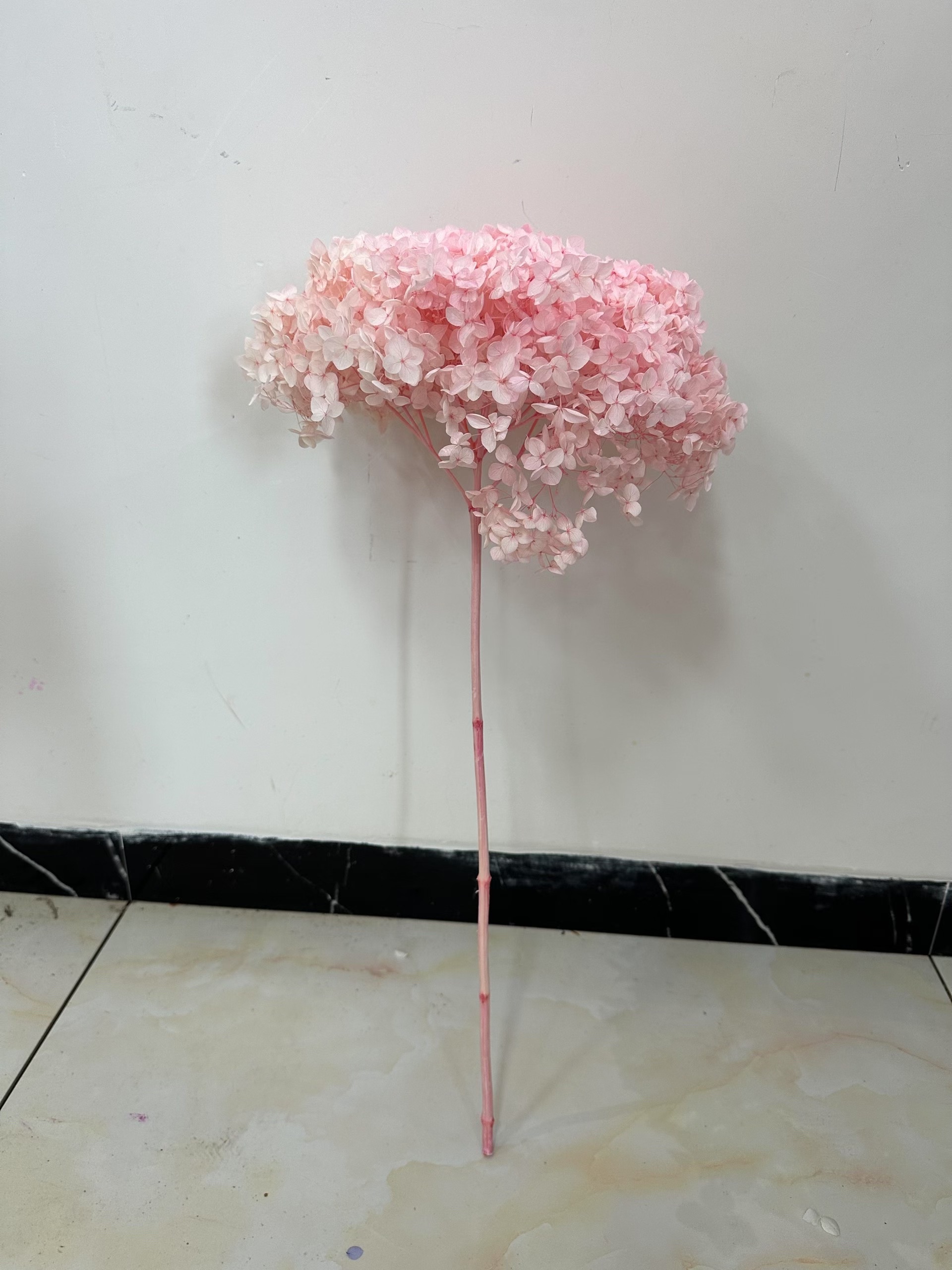 lightest sukara pink
