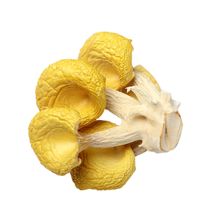Champignons jaunes naturels de haute qualité cultivés Cantharellus Cibarius Shiitake champignon chanterelle séché cru et déshydraté - Product Image 2