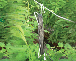 Gancho para Tomates con Cuerda de 39 pies para Evitar que los Tomates se Enreden o se Caigan por las Plantas, Vegetales, Frutas y Flores - Product Image 3