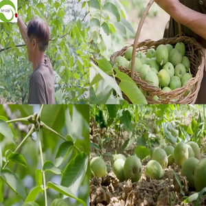 วอลนัทเปลือกเปลือยคุณภาพเยี่ยมจากยูนนาน บรรจุสุญญากาศ 10 กก. - Product Image 4