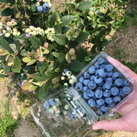Vente en gros Boîte transparente personnalisée pour les fruits, les myrtilles, les fruits, les fraises, les cerises Emballage en plastique Contenants alimentaires Panier en coquille de palourde avec couvercles