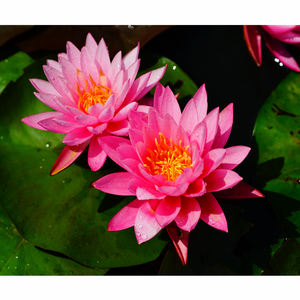 Nymphaea '<span class=keywords><strong>Mayla</strong></span>'-Une plante aquatique adaptée aux serres d'étang de jardin-<span class=keywords><strong>Mayla</strong></span> Water Lily - Product Image 4