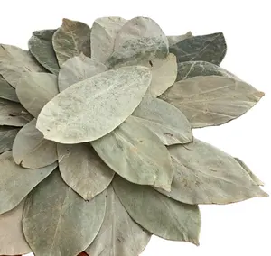Hojas naturales secas de Graviola, <span class=keywords><strong>Annona</strong></span> muricata, hojas completas - Product Image 1