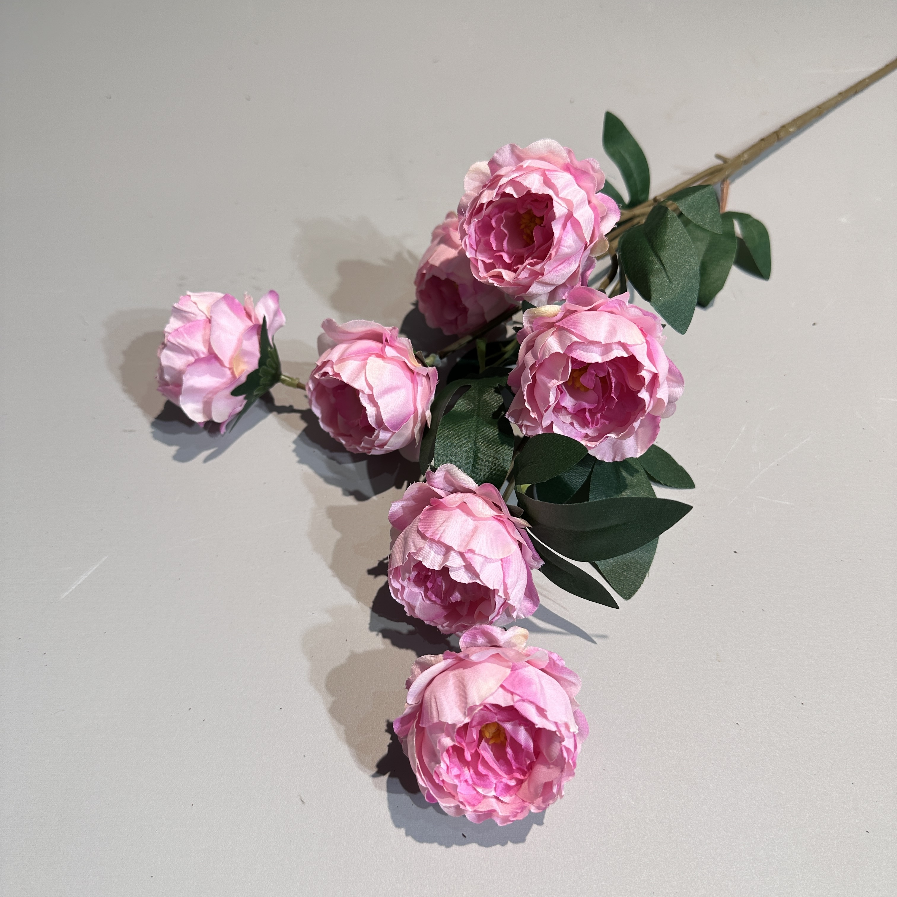 Spring rose pink