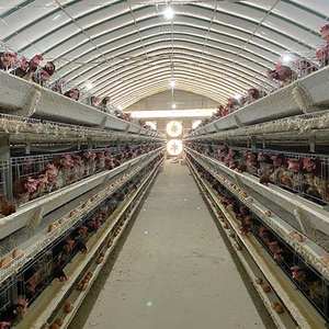 Bebederos para Gallos, <span class=keywords><strong>Gallinero</strong></span>, <span class=keywords><strong>Tipo</strong></span> H, Jaula para Gallinas Ponedoras, Gallos, Gallinas en Batería, <span class=keywords><strong>Gallinero</strong></span> Plegable para Gallinas Ponedoras - Product Image 2