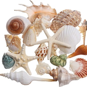Livraison Gratuite Coquillages Naturels, Étoiles de Mer et Poissons pour Aménagement Paysager, Matériaux DIY Faits Main, Décoration Cadre Photo, Bouteille à Souhaits, Océan - Product Image 4