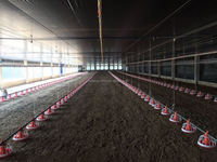 Matériel d'élevage de volaille de ferme de poulet de ponte à petite échelle d'Éthiopie à vendre