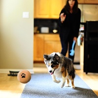 Balle de tennis pour chien en caoutchouc personnalisée avec logo imprimé WALD OEM, professionnelle, pour l'entraînement sur la plage, la pratique du lancer, 65 mm