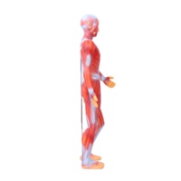 Vente directe des fabricants, aides pédagogiques biomédicales pour les lycées, modèle de mannequin anatomique du corps humain entier, en PVC.