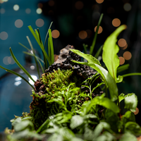 Kit de terrarium pour plantes aériennes avec couvercle en liège non enduit, design DIY pour la maison, le jardin, la décoration de bureau, terrarium en verre avec mousse, décoration de sol