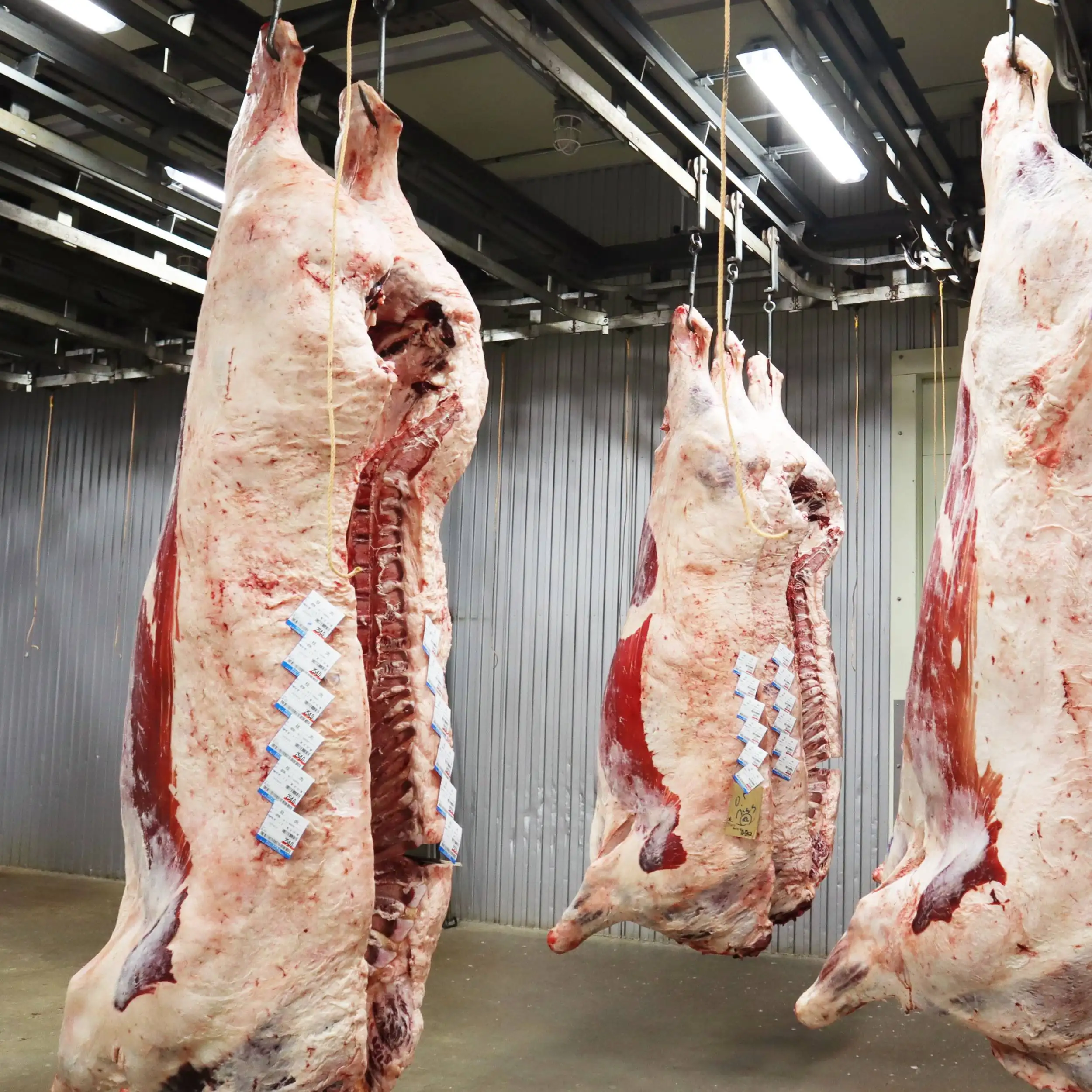 Esportazione di buona qualità Giapponese wagyu congelati set completo della mucca a base di carne fresca