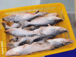 Yüksek kaliteli blok dondurulmuş bütün yuvarlak pangaexport Hypophthalmus / Basa balık IQF ihracat sınıfı için - Product Image 4