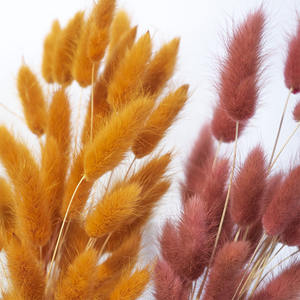 Fourniture d'usine de haute qualité nouvelle couleur or Orange Phalaris <span class=keywords><strong>Lagurus</strong></span> naturel séché rond lapin queues fleur - Product Image 2