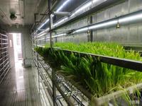Système hydroponique vertical NFT pour ferme intelligente, serre en conteneur acier pour micro-légumes et légumes à feuilles, serres agricoles