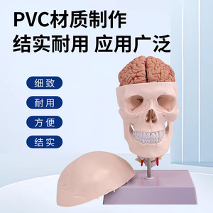 Modèle de crâne humain 1:1 ; Modèle de crâne avec vertèbres cervicales ; Modèle de crâne avec cerveau ; Modèle d'anatomie du cerveau - Product Image 5