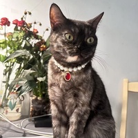 Collier pour animaux de compagnie, chat, chien, imitation perle, pendentif émeraude, style féminin, accessoires de mode pour animaux, toutes saisons, anniversaire