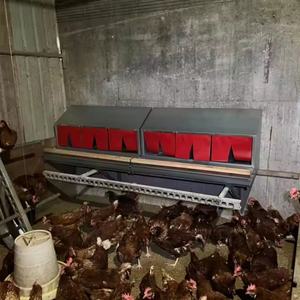 Cajas de anidación de gallinero de gran oferta con tapa de perca, <span class=keywords><strong>caja</strong></span> de nido enrollable para aves de corral, pollos que ponen huevos - Product Image 2